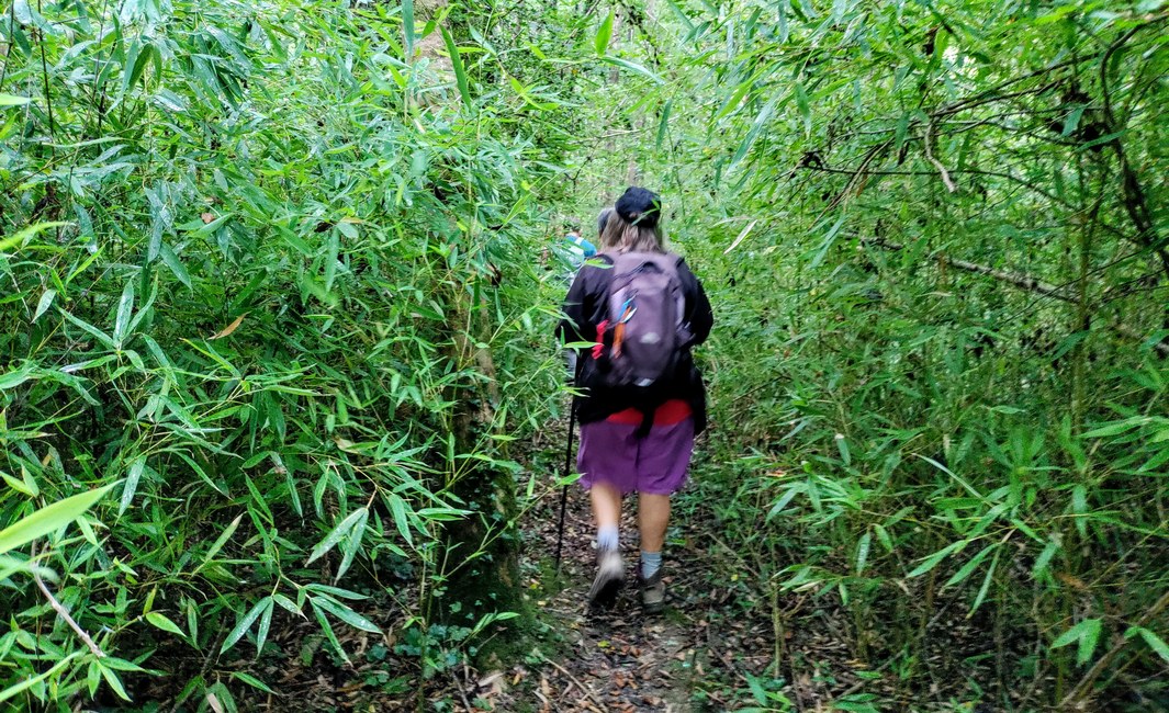 Jungle du Lisos La jungle au bors du Lisos