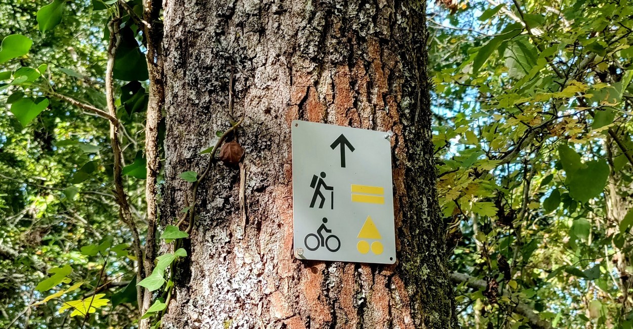 Tabanac balisage sur chêne Tabanac balisage sur chêne