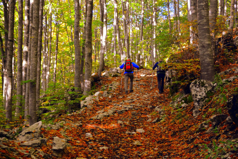 Actualités marche nordique