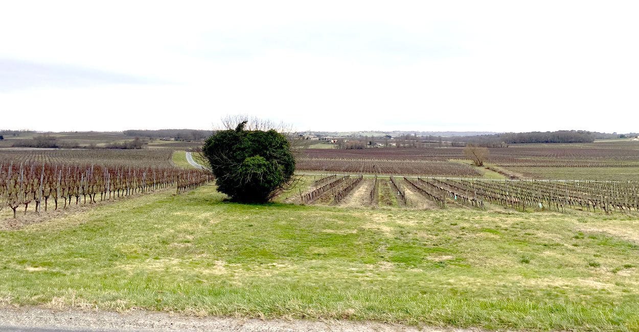 vignobles à perte de vue Saint Martial Actualités rando santé
