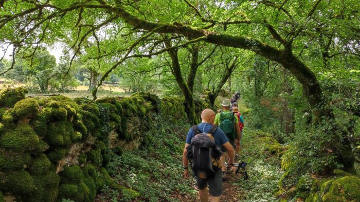 Assier causse mur moussu