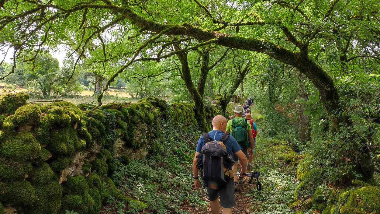 Assier causse mur moussu