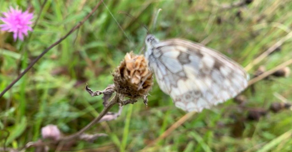 Montpeyroux papillon