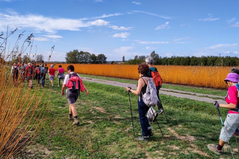 Bassanne osier bord de route