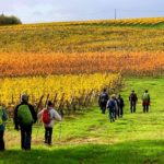 St Martin du Puy couleur des vignes