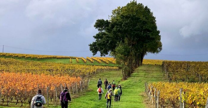 St Martin du Puy vignes et haie d'arbres