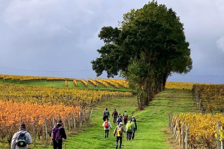 St Martin du Puy vignes et haie d’arbres St Martin du Puy vignes et haie d'arbres