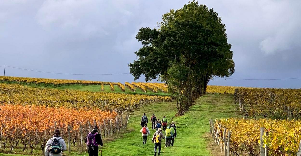 St Martin du Puy vignes et haie d’arbres St Martin du Puy vignes et haie d'arbres