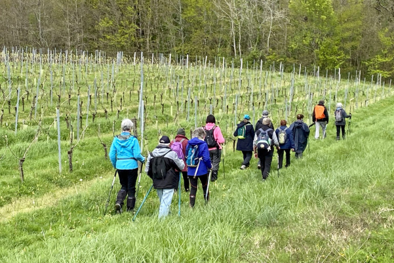 entre-vignes-et-sous-bois–rando-jeudi-saint-Laurent-du-Plan Actu rando jeudi