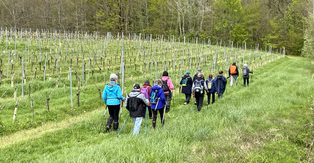 entre-vignes-et-sous-bois–rando-jeudi-saint-Laurent-du-Plan Actu rando jeudi