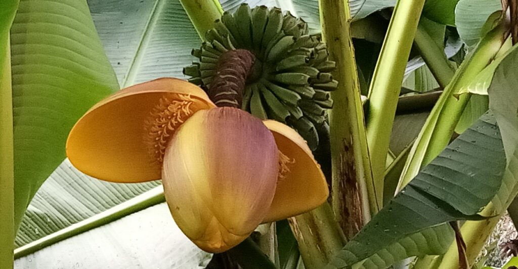 Fleurs de bananier à Castets (rando moyenne)