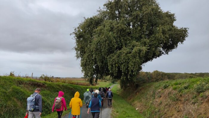 Coutures chemin creux sous le chêne
