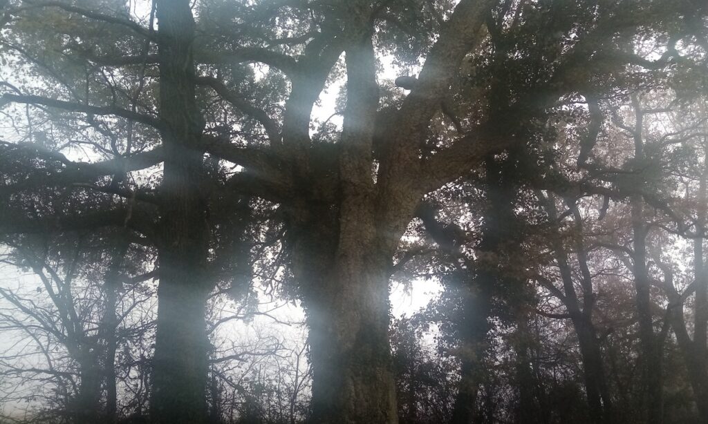 Grand chêne dans la brume