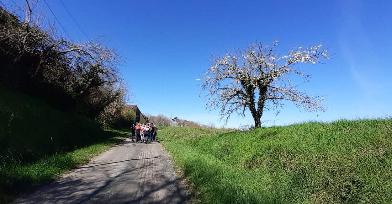 Neuffons RS cerisier en fleur