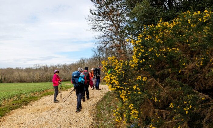 Graoussettes chemin et ajoncs