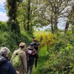 Les genêts sont fleuris