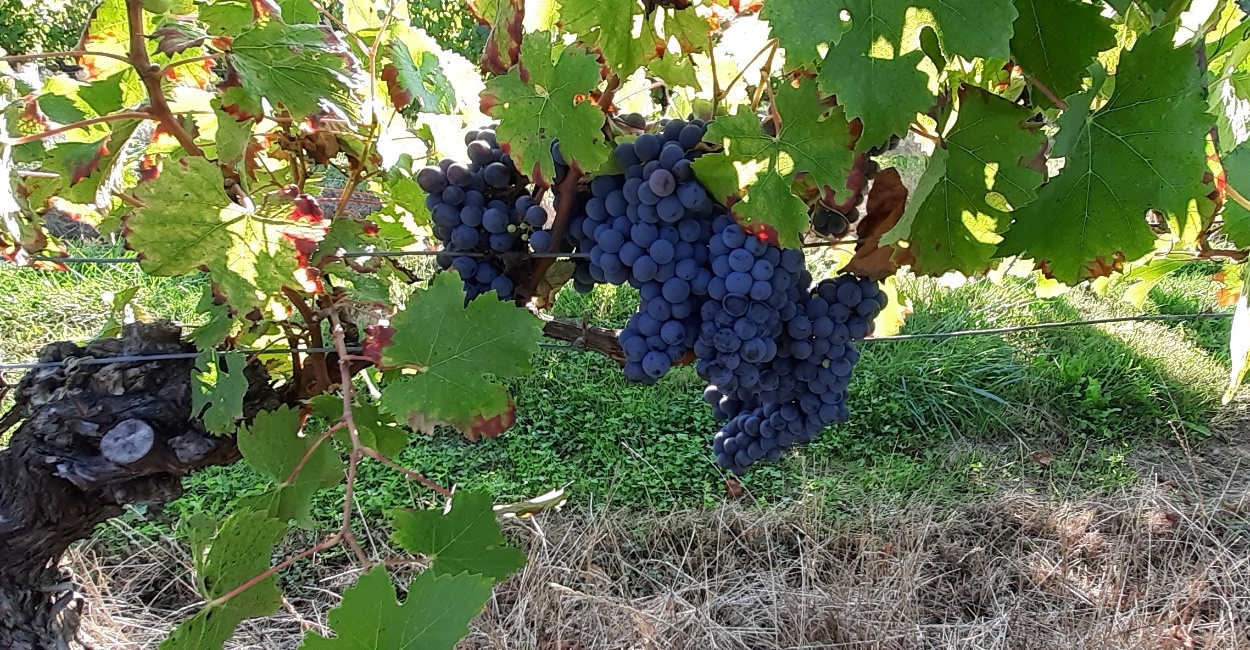 Loubens RS grappe de Lavison