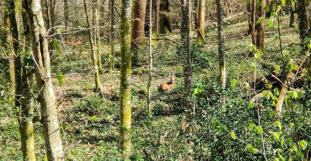 Cerf ou chevreuil ?