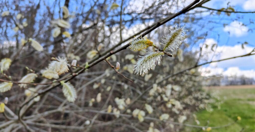 Printemps