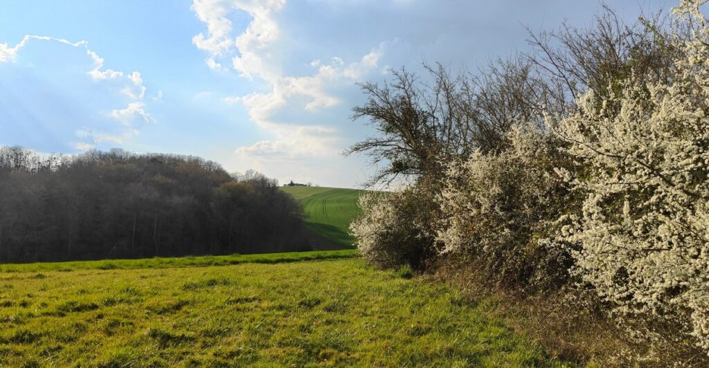 Haie fleurie