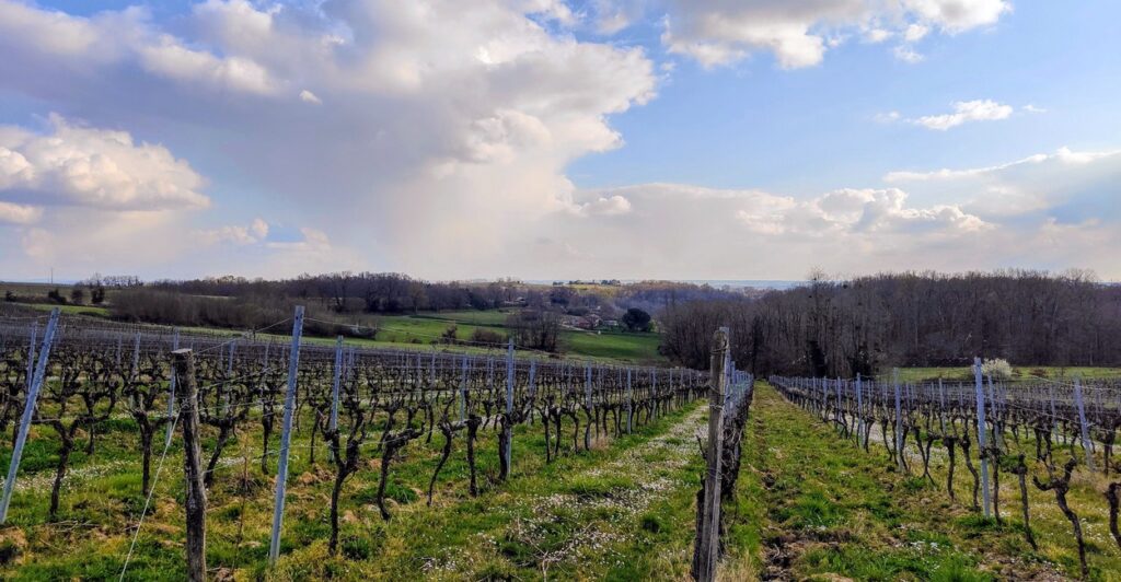 Vigne et paysage