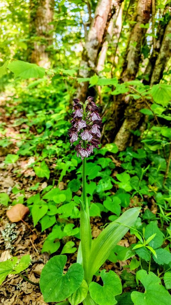 Orchis pourpre