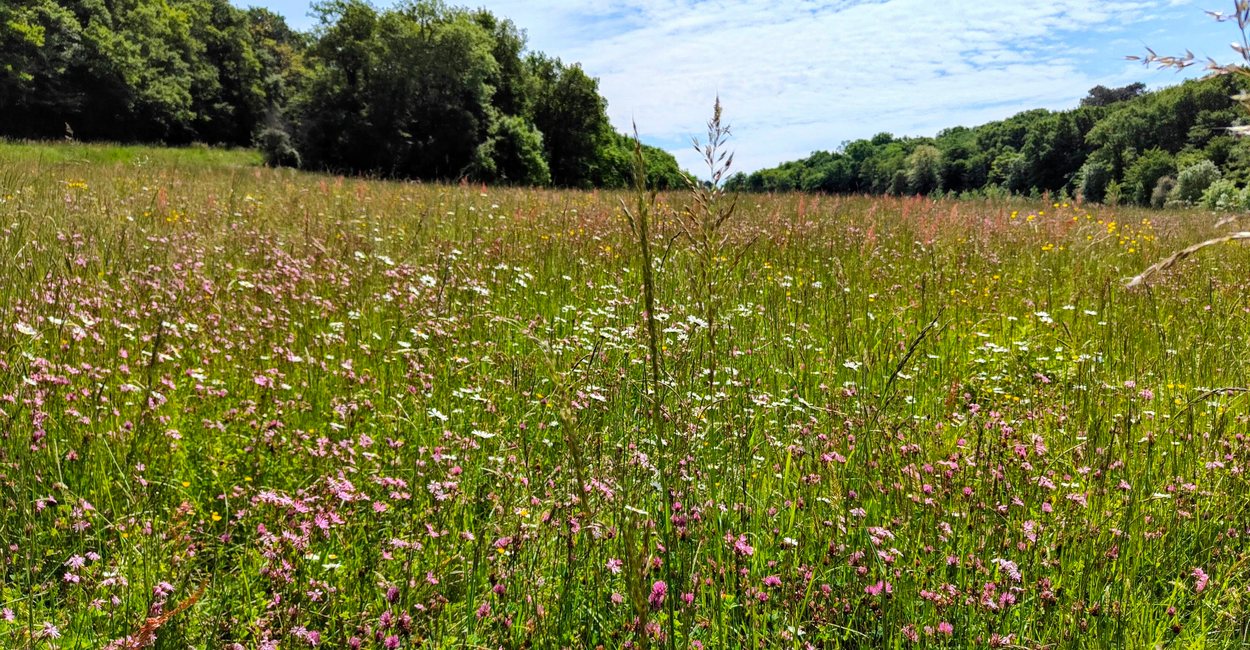 Sigalens mai 2025 prairie
