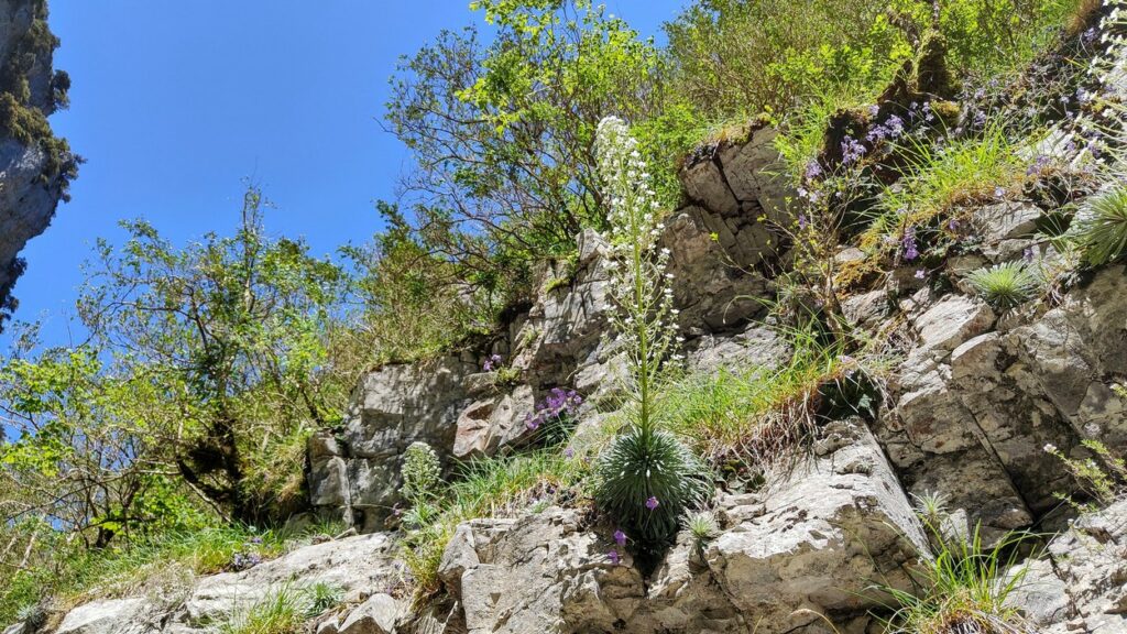 Saxifrage en fleur