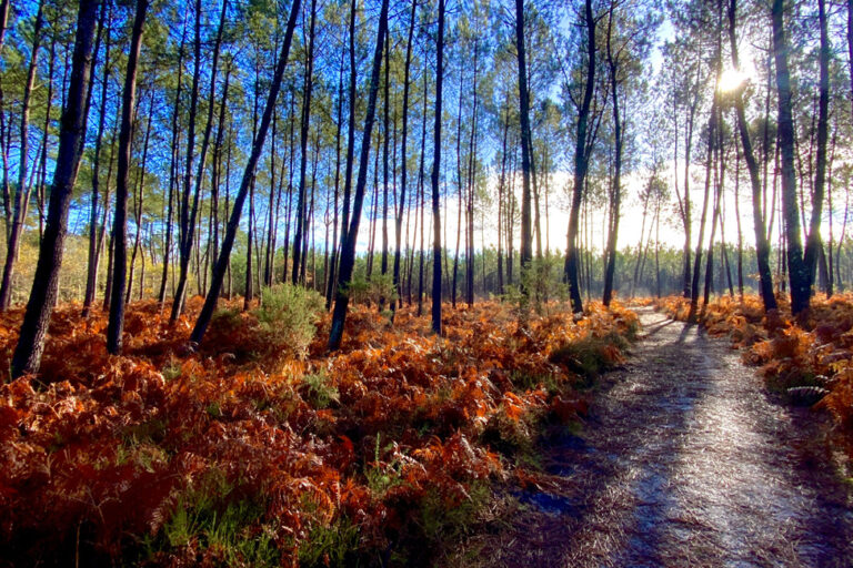 rando-dimanche-uzeste-sous-les-pins