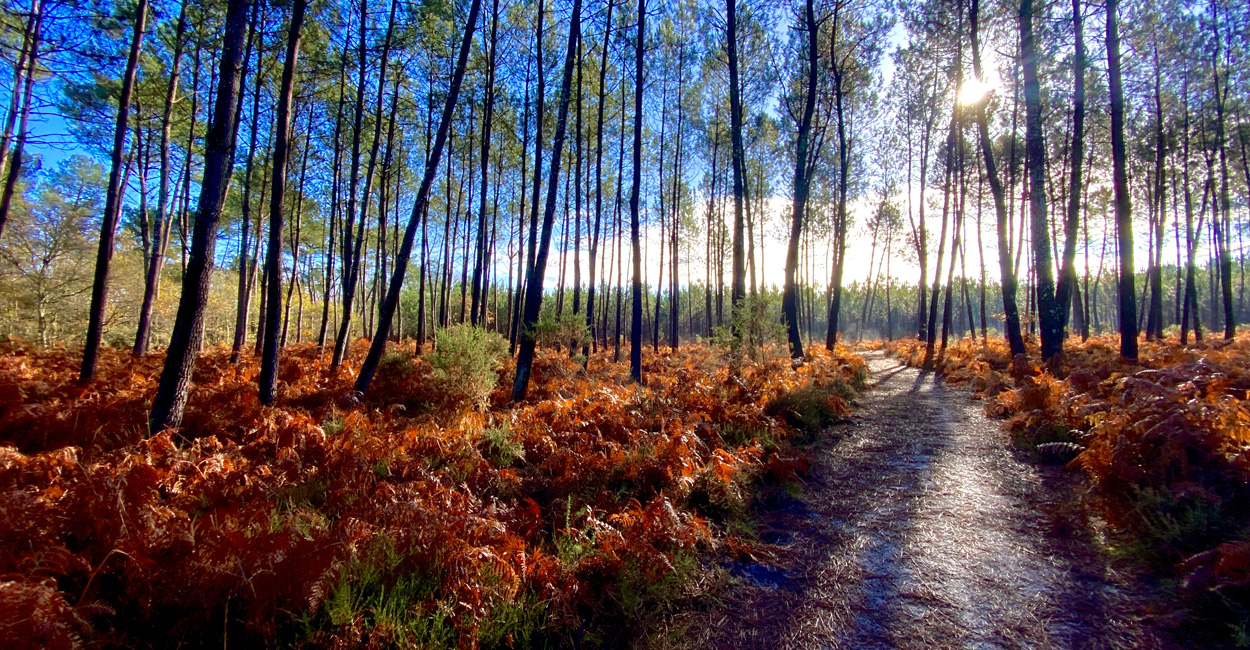 rando-dimanche-uzeste-sous-les-pins