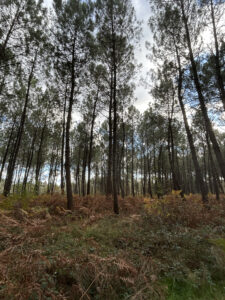 actu rando dimanche Saint-Morillon