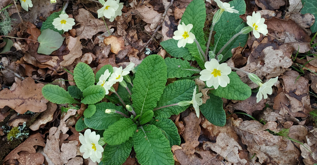 actu rando dimanche Saint-Morillon
